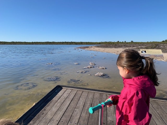 Girl looking at strombolites at Lake Thetis